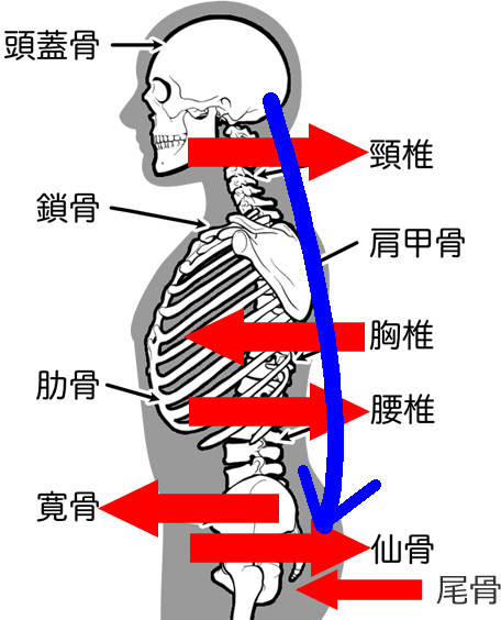 結局、骨盤は前傾？後傾？どちらが正解-姿勢の誤解が招く体の不調⑤ | アズマ民間救急サービス
